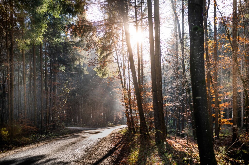Sehnsucht nach Urlaub Waldbaden Sehnsucht nach Urlaub Waldbaden